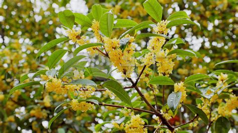 桂花树|桂花